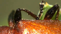 Ecnolagria rufescens