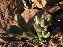 Dudleya variegata