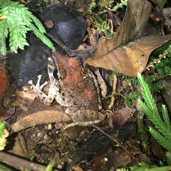 Craugastor fitzingeri