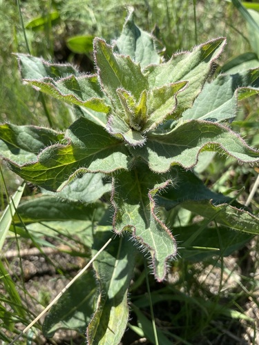 Toxic hawkweed (Hieracium virosum)
