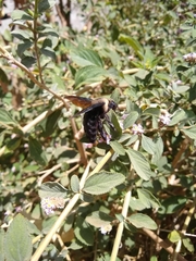 Xylocopa grisescens