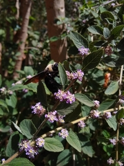 Xylocopa grisescens