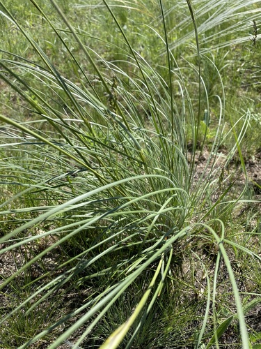 Stipa dasyphylla, photograph 6