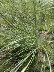 Stipa dasyphylla, photograph (c) Елена Патерикина, some rights reserved (CC BY)
