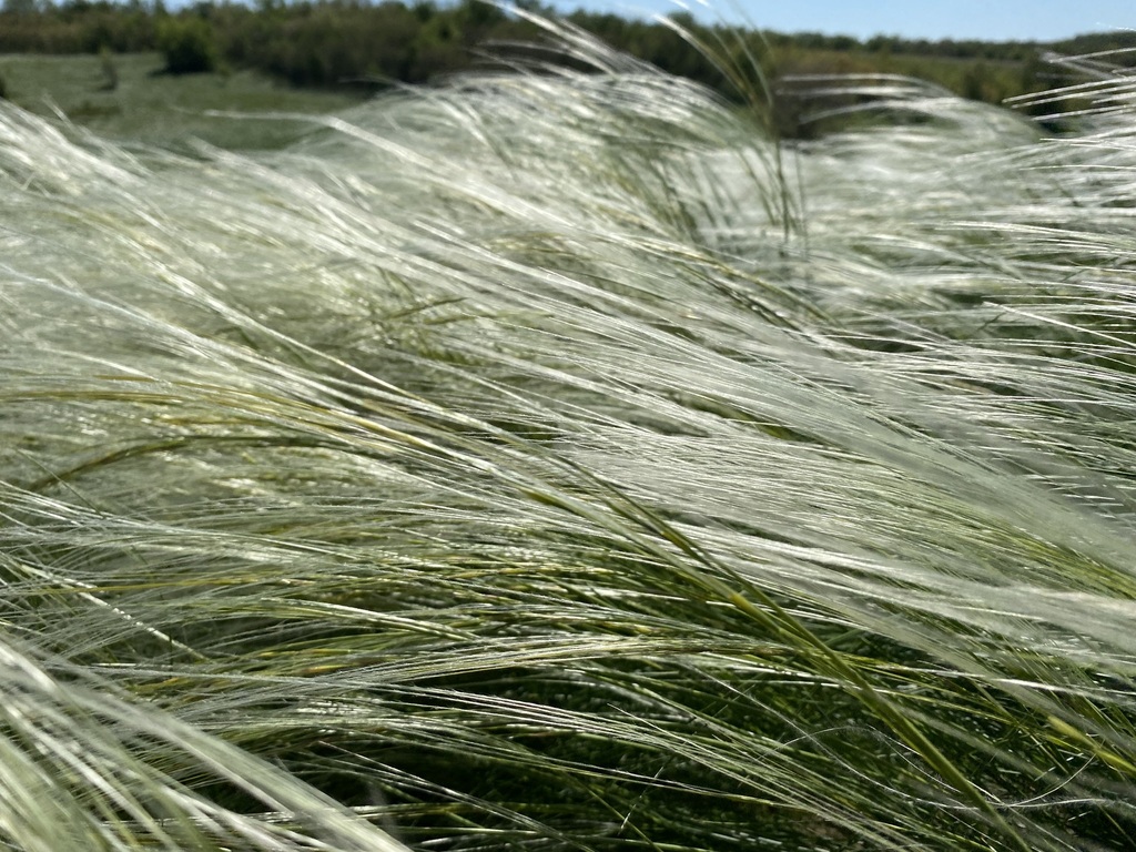 Stipa dasyphylla; photograph (c) Елена Патерикина, some rights reserved (CC BY)