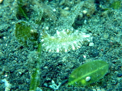 Pseudobiceros kryptos