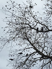 Corvus brachyrhynchos