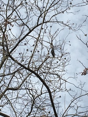 Corvus brachyrhynchos