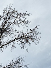 Corvus brachyrhynchos