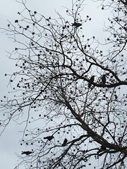 Corvus brachyrhynchos