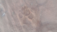 Hyaena hyaena