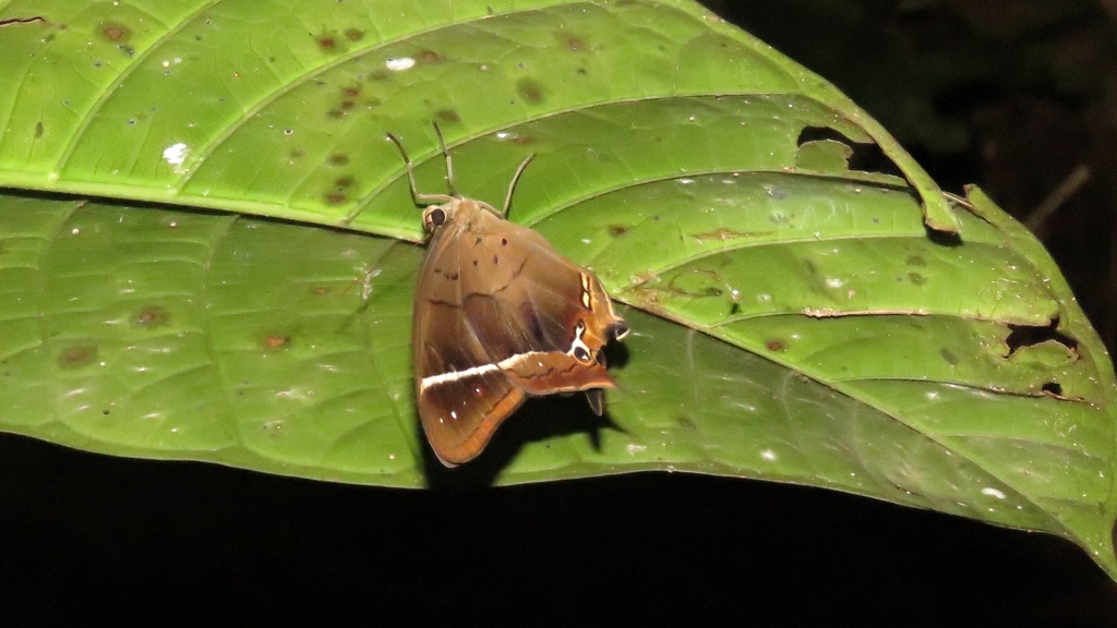 Antirrhea philaretes