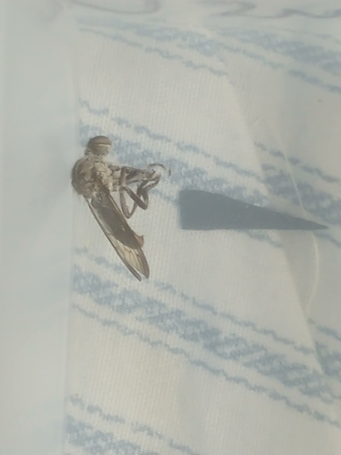 Unknown species found near Hamilton County, US-OH, US