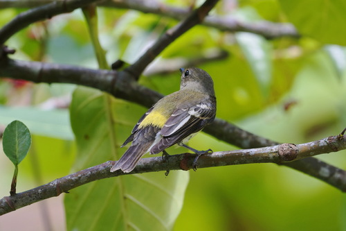 Yellow-rumped Flycatcher (Ficedula zanthopygia), photo 10
