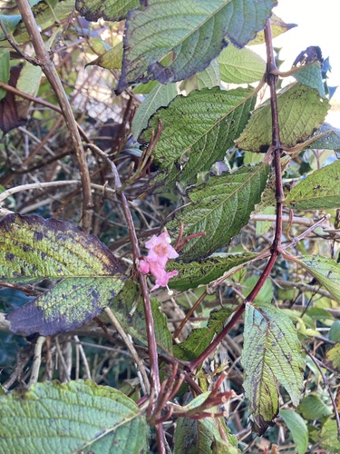 Old Fashioned Weigela (Weigela florida)