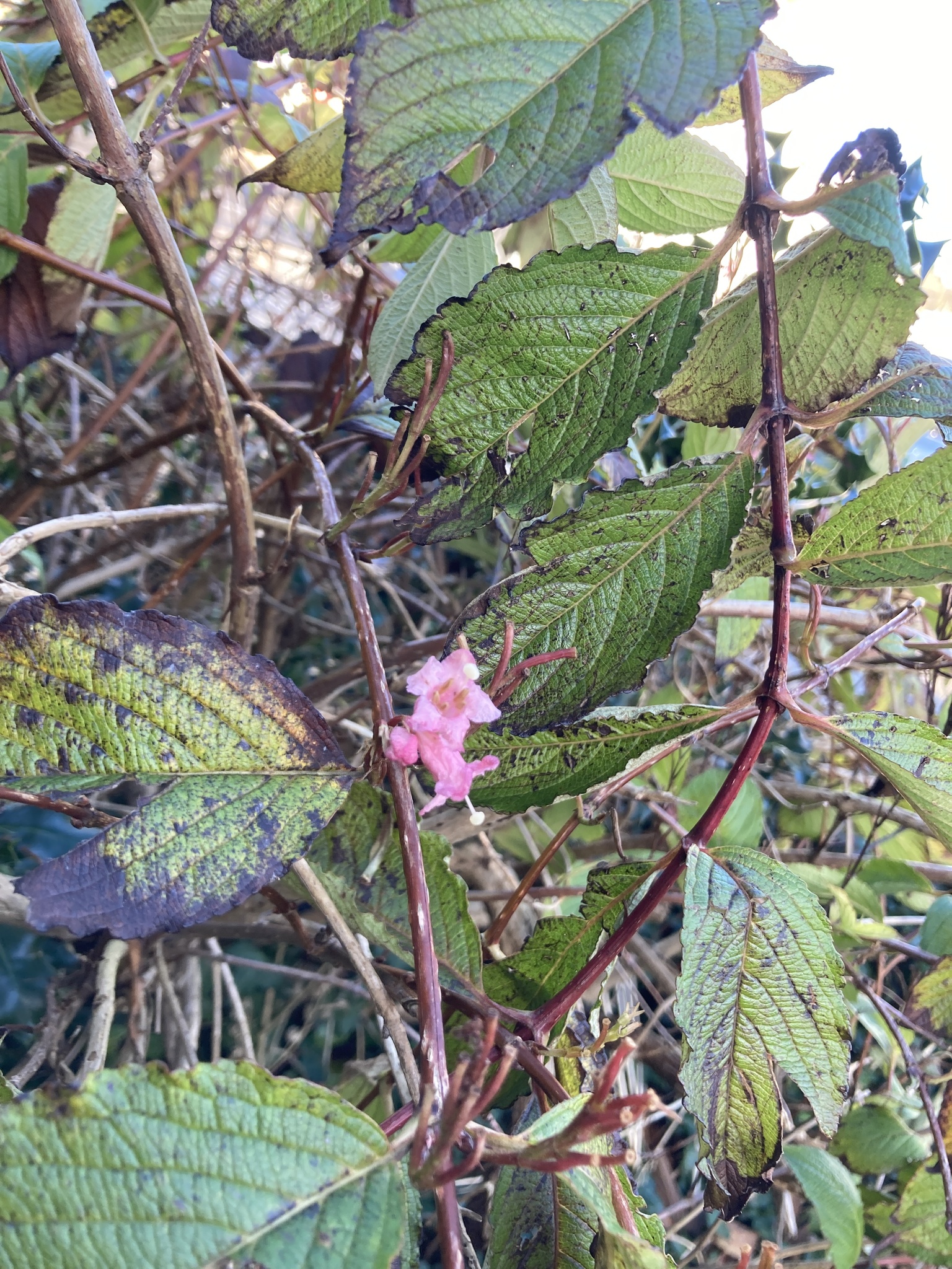 Old Fashioned Weigela (Weigela florida)