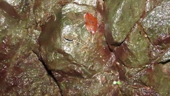 Anolis aquaticus