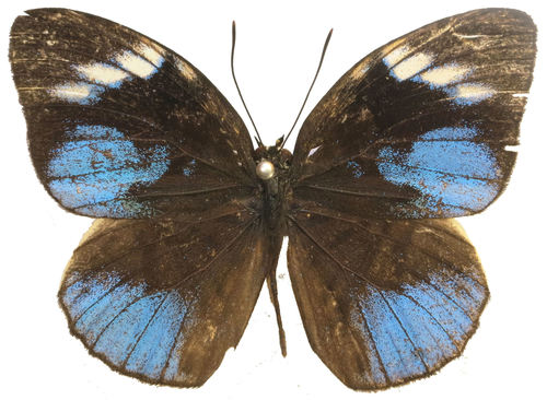 Hewitsonia boisduvalii