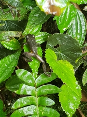 Pristimantis parvillus