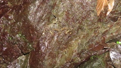 Anolis aquaticus