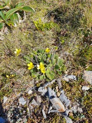Ranunculus multiscapus
