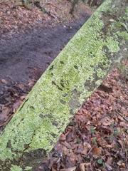 Pertusaria leioplaca