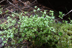 Ranunculus ternatifolius