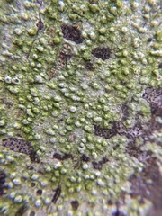 Pertusaria leioplaca