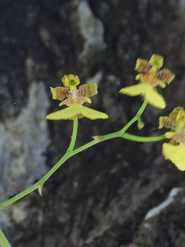 Gomesa bifolia (Gomesa bifolia)