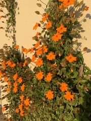 Thunbergia gregorii