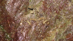 Anolis aquaticus