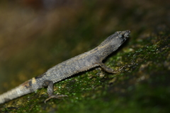 Echinosaura