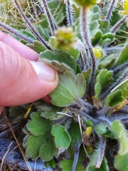 Ranunculus multiscapus