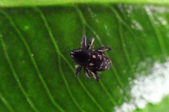 Trigonopterus