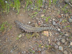 Sceloporus zosteromus