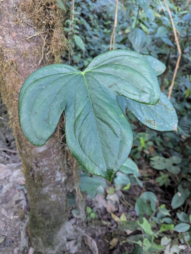 Anthurium truncicola Engl. 4