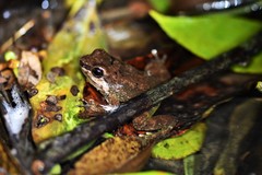 Rheobates pseudopalmatus