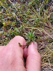 Gentianella vernicosa
