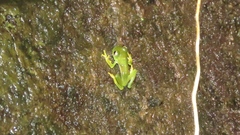 Sachatamia albomaculata