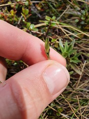 Gentianella vernicosa