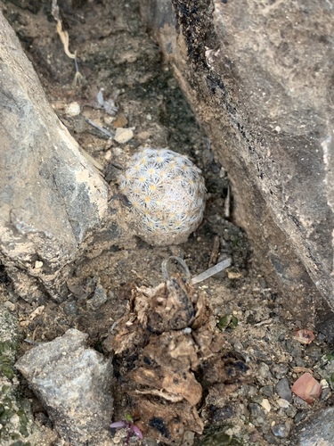 Mammillaria lasiacantha