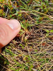 Gentianella vernicosa