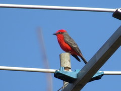 Pyrocephalus rubinus