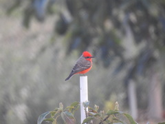 Pyrocephalus rubinus