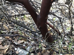 Arctostaphylos viscida pulchella