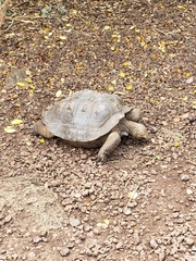 Chelonoidis niger chathamensis