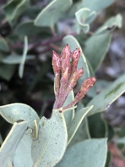 Arctostaphylos viscida pulchella