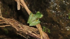 Sachatamia albomaculata