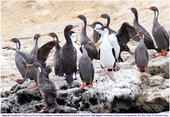 Poikilocarbo gaimardi