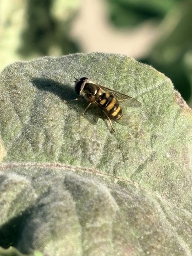 Unknown species found near Toscana Ave, Austin, TX, US